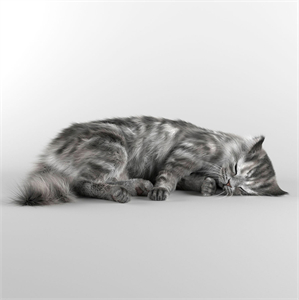 Modern animal cat 3d model